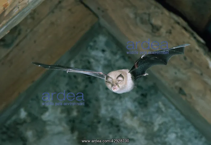 : LESSER HORSESHOE BAT - In flight : LESSER HORSESHOE BAT - In flight