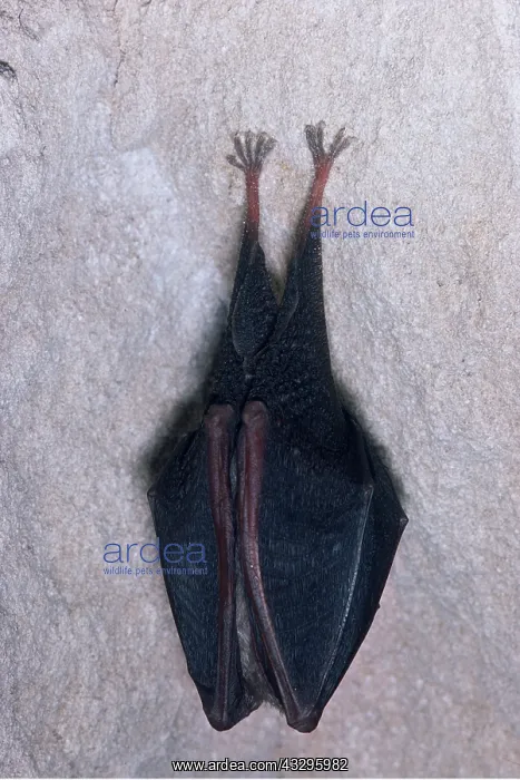 : LESSER HORSESHOE BAT - hanging : LESSER HORSESHOE BAT - hanging