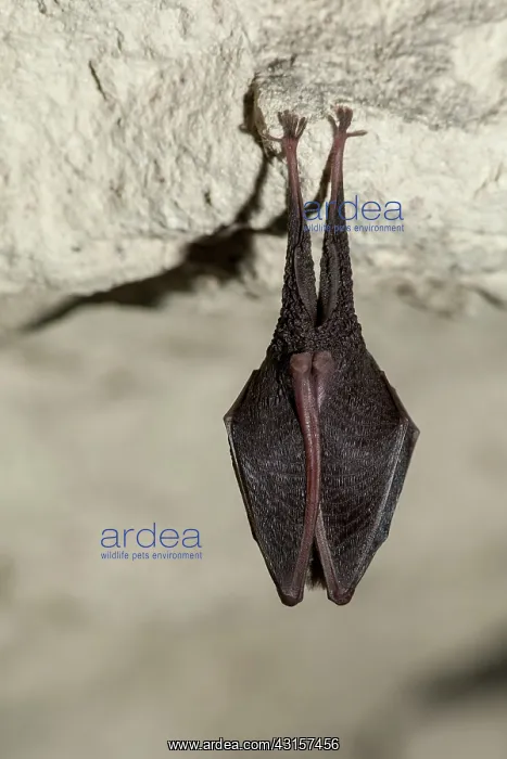 : Lesser Horseshoe Bat hanging - Annual Census of : Lesser Horseshoe Bat hanging - Annual Census of