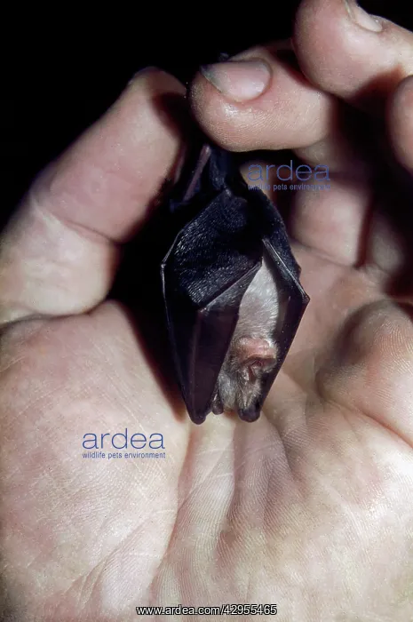 : Lesser Horseshoe Bat - held in hand : Lesser Horseshoe Bat - held in hand