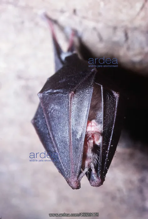 : LESSER HORSESHOE BAT - Hibernating : LESSER HORSESHOE BAT - Hibernating