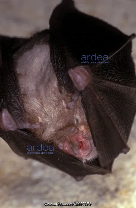 : Lesser Horseshoe Bat - hibernation at cave : Lesser Horseshoe Bat - hibernation at cave