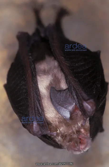 : Lesser Horseshoe Bat - hibernation at cave : Lesser Horseshoe Bat - hibernation at cave