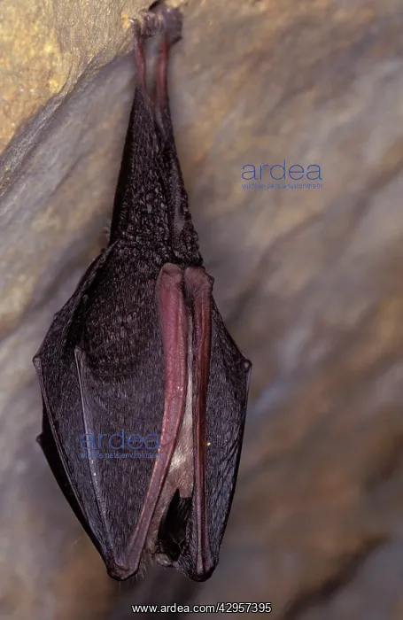 : Lesser Horseshoe Bat - hibernation at cave : Lesser Horseshoe Bat - hibernation at cave
