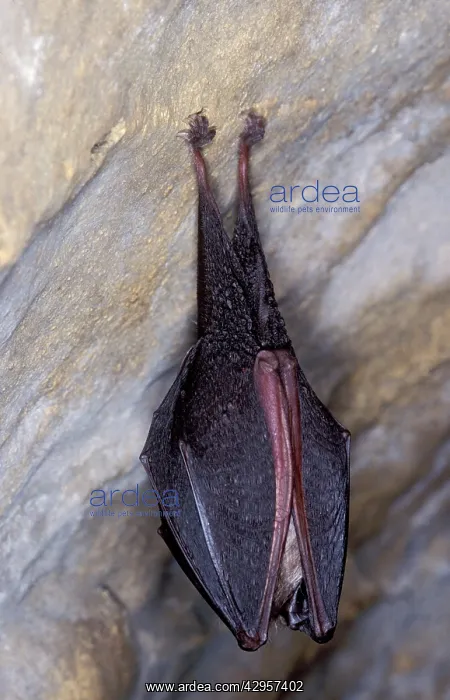 : Lesser Horseshoe Bat - hibernation at cave : Lesser Horseshoe Bat - hibernation at cave