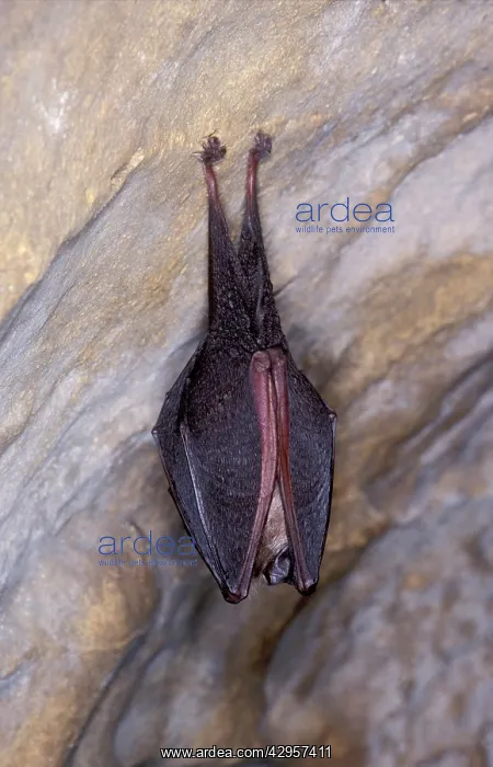 : Lesser Horseshoe Bat - hibernation at cave : Lesser Horseshoe Bat - hibernation at cave