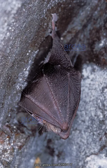 : Lesser Horseshoe Bat - hibernation at cave : Lesser Horseshoe Bat - hibernation at cave