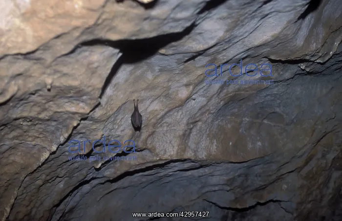 : Lesser Horseshoe Bat - hibernation at cave : Lesser Horseshoe Bat - hibernation at cave
