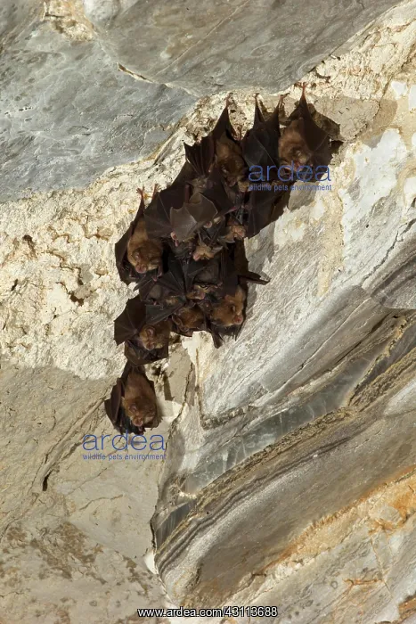  : Lesser horseshoe bat (Rhinolophus hipposideros)