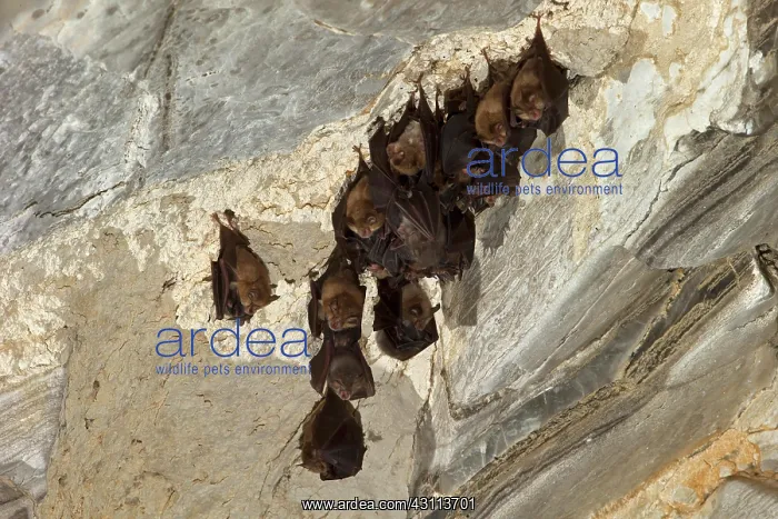: Lesser horseshoe bat (Rhinolophus hipposideros) : Lesser horseshoe bat (Rhinolophus hipposideros)