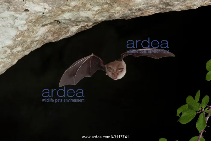: Lesser horseshoe bat (Rhinolophus hipposideros) : Lesser horseshoe bat (Rhinolophus hipposideros)