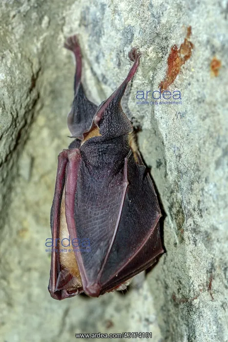 : Lesser Horseshoe Bat ( Rhinolophus hipposideros : Lesser Horseshoe Bat ( Rhinolophus hipposideros