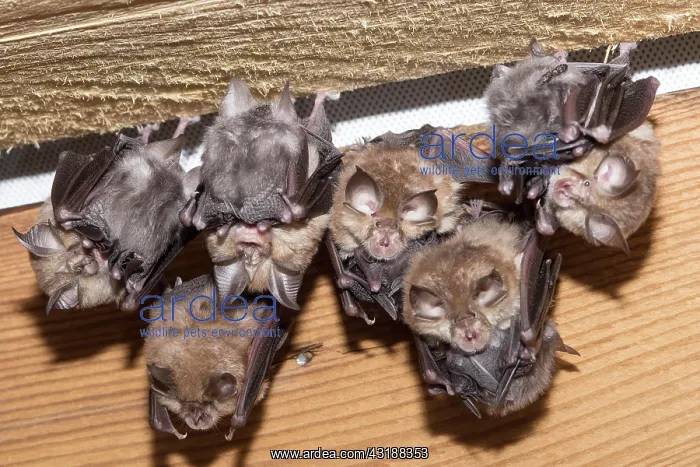 : Lesser horseshoe bat (Rhinolophus hipposideros) : Lesser horseshoe bat (Rhinolophus hipposideros)