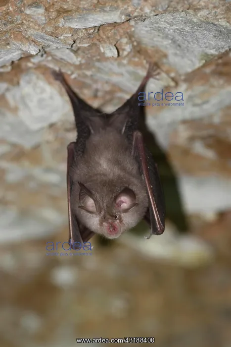 : Lesser horseshoe bat (Rhinolophus hipposideros) : Lesser horseshoe bat (Rhinolophus hipposideros)