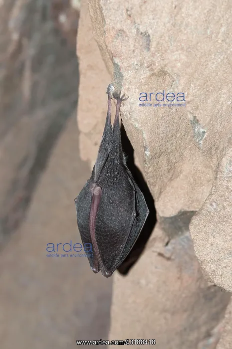 : Lesser horseshoe bat (Rhinolophus hipposideros) : Lesser horseshoe bat (Rhinolophus hipposideros)