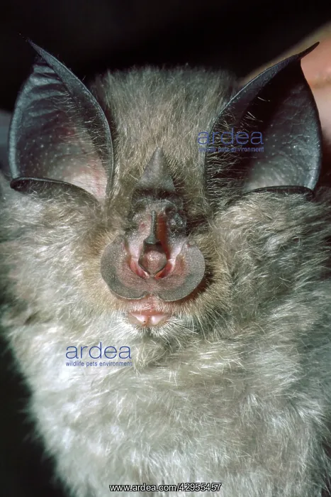 : Lesser Horseshoe Bat - showing nose leaf : Lesser Horseshoe Bat - showing nose leaf