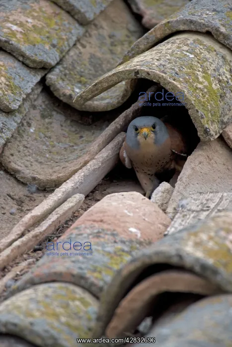 : Lesser Kestrel : Lesser Kestrel