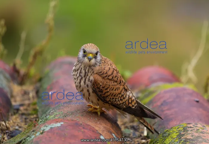 : Lesser Kestrel : Lesser Kestrel