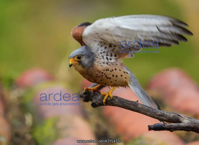 : Lesser Kestrel : Lesser Kestrel