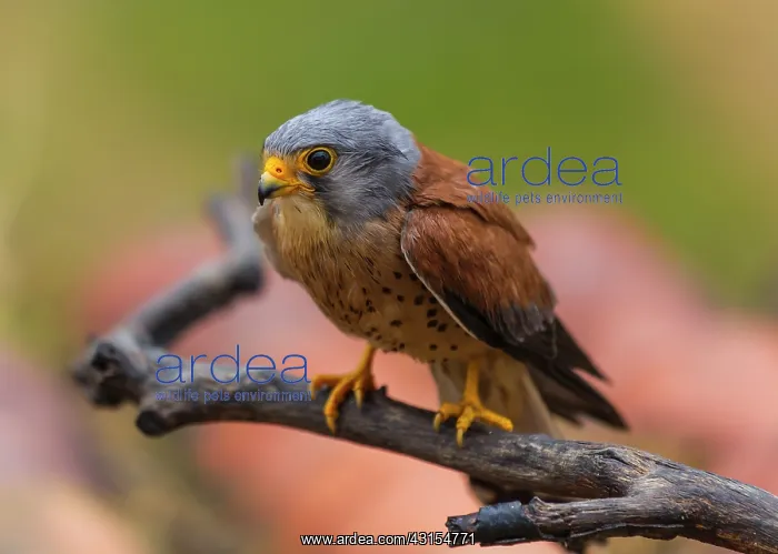 : Lesser Kestrel : Lesser Kestrel