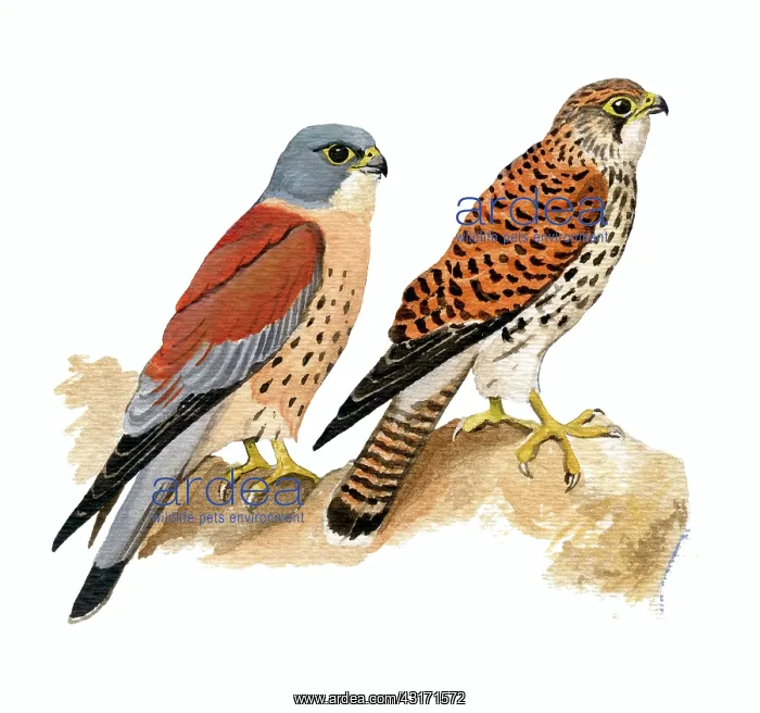 : Lesser Kestrel : Lesser Kestrel
