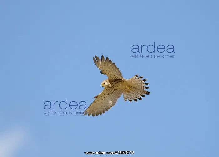 : Lesser Kestrel - adult female - in flight hovering : Lesser Kestrel - adult female - in flight hovering