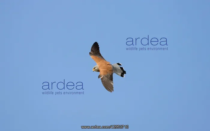: Lesser Kestrel - adult Male overwing : Lesser Kestrel - adult Male overwing