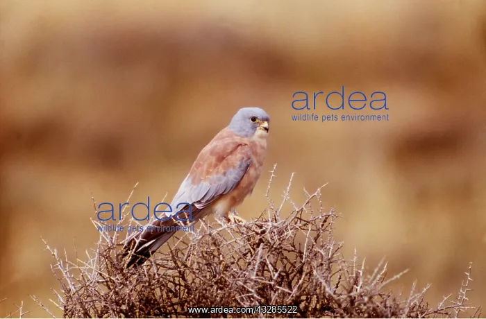 : LESSER KESTREL - on bush : LESSER KESTREL - on bush