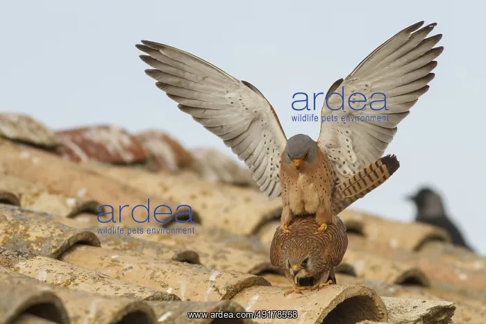 : Lesser Kestrel (Falco naumanni) : Lesser Kestrel (Falco naumanni)