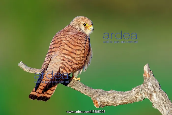 : Lesser Kestrel (falco naumanni), female sitting : Lesser Kestrel (falco naumanni), female sitting
