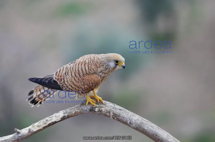 : Lesser Kestrel - Female : Lesser Kestrel - Female