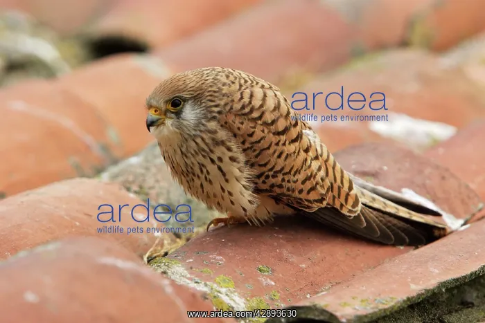 : Lesser Kestrel - female : Lesser Kestrel - female