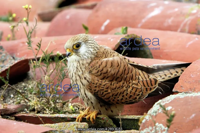: Lesser Kestrel - female : Lesser Kestrel - female