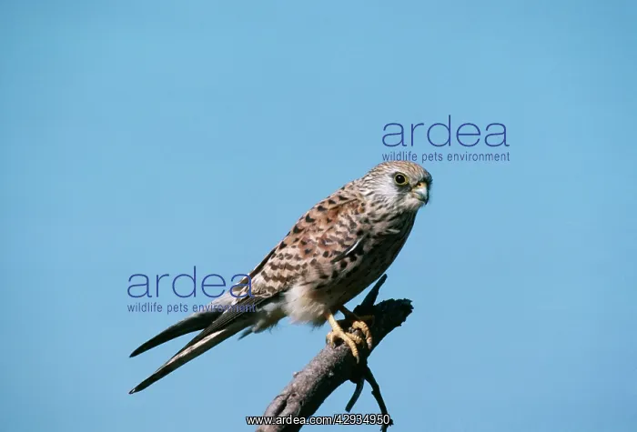 : Lesser Kestrel - Female : Lesser Kestrel - Female