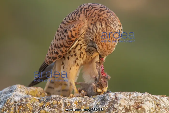 : Lesser Kestrel female eating a mouse Castile-La : Lesser Kestrel female eating a mouse Castile-La