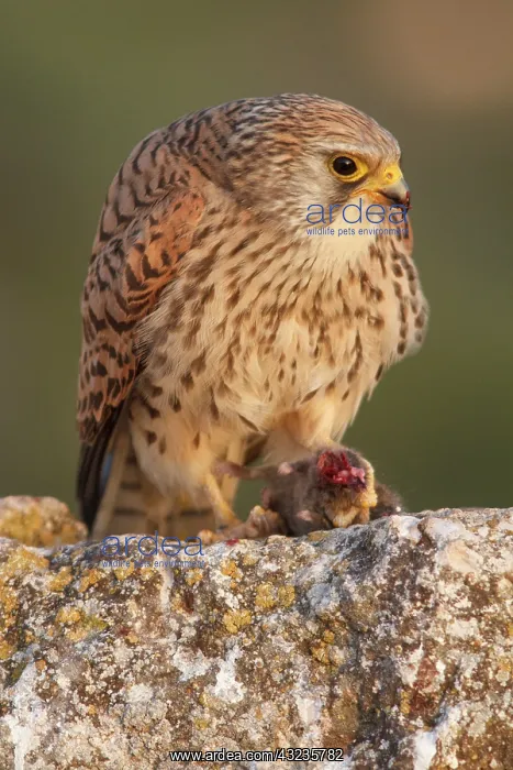 : Lesser Kestrel female eating a mouse Castile-La : Lesser Kestrel female eating a mouse Castile-La