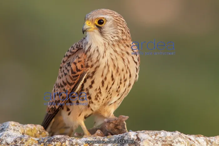 : Lesser Kestrel female eating a mouse Castile-La : Lesser Kestrel female eating a mouse Castile-La