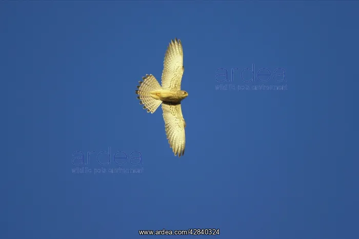 : Lesser Kestrel - Female in flight : Lesser Kestrel - Female in flight