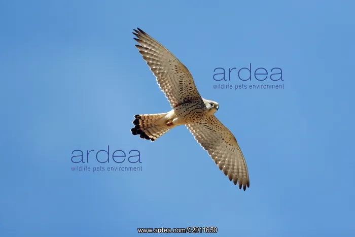 : Lesser Kestrel - female in flight : Lesser Kestrel - female in flight