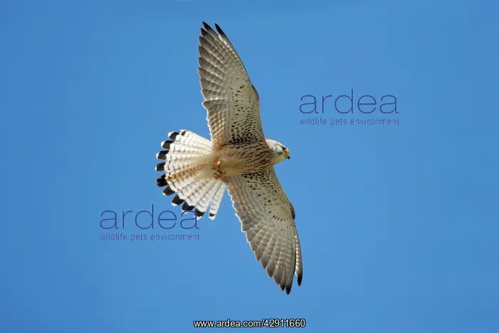 : Lesser Kestrel - female in flight : Lesser Kestrel - female in flight