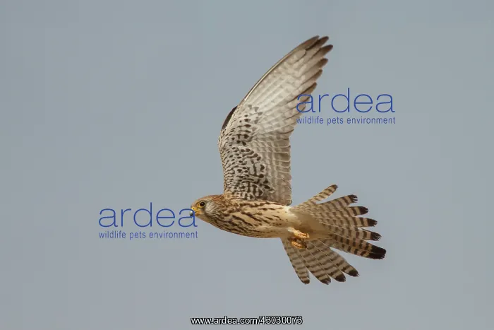 : Lesser Kestrel female in flight Castile-La Mancha : Lesser Kestrel female in flight Castile-La Mancha