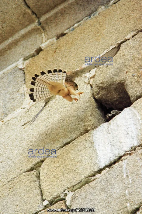 : Lesser Kestrel - female landing at nest entrance in church : Lesser Kestrel - female landing at nest entrance in church