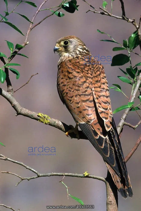: LESSER KESTREL - female, perched : LESSER KESTREL - female, perched