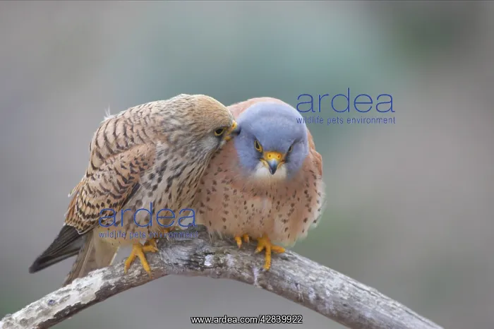 : Lesser Kestrel - Female preening male : Lesser Kestrel - Female preening male