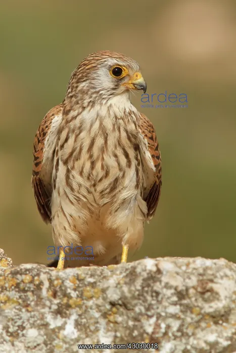 : Lesser Kestrel female resting Castile-La Mancha, Spain : Lesser Kestrel female resting Castile-La Mancha, Spain