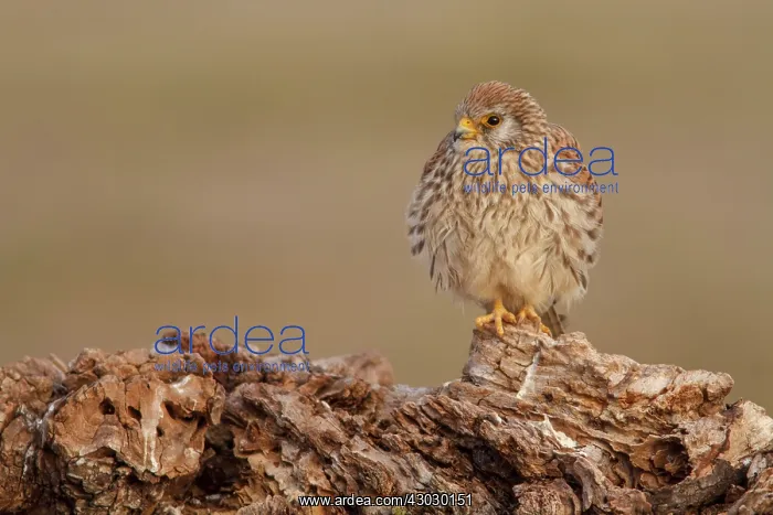 : Lesser Kestrel female resting Castile-La Mancha, Spain : Lesser Kestrel female resting Castile-La Mancha, Spain