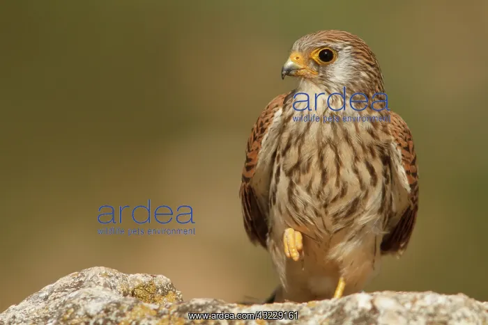 : Lesser Kestrel female resting Castile-La Mancha, Spain : Lesser Kestrel female resting Castile-La Mancha, Spain