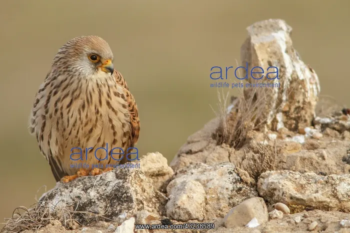 : Lesser Kestrel female resting Castile-La Mancha, Spain : Lesser Kestrel female resting Castile-La Mancha, Spain