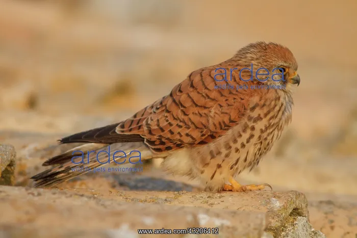 : Lesser Kestrel female resting on roof Castile-La : Lesser Kestrel female resting on roof Castile-La