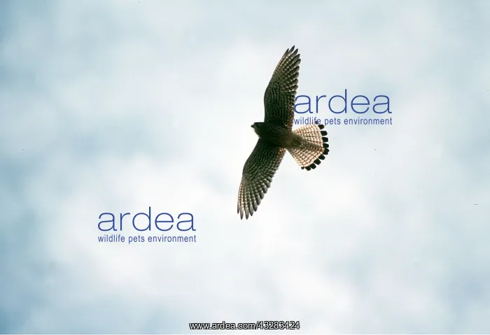 : LESSER KESTREL - in flight : LESSER KESTREL - in flight